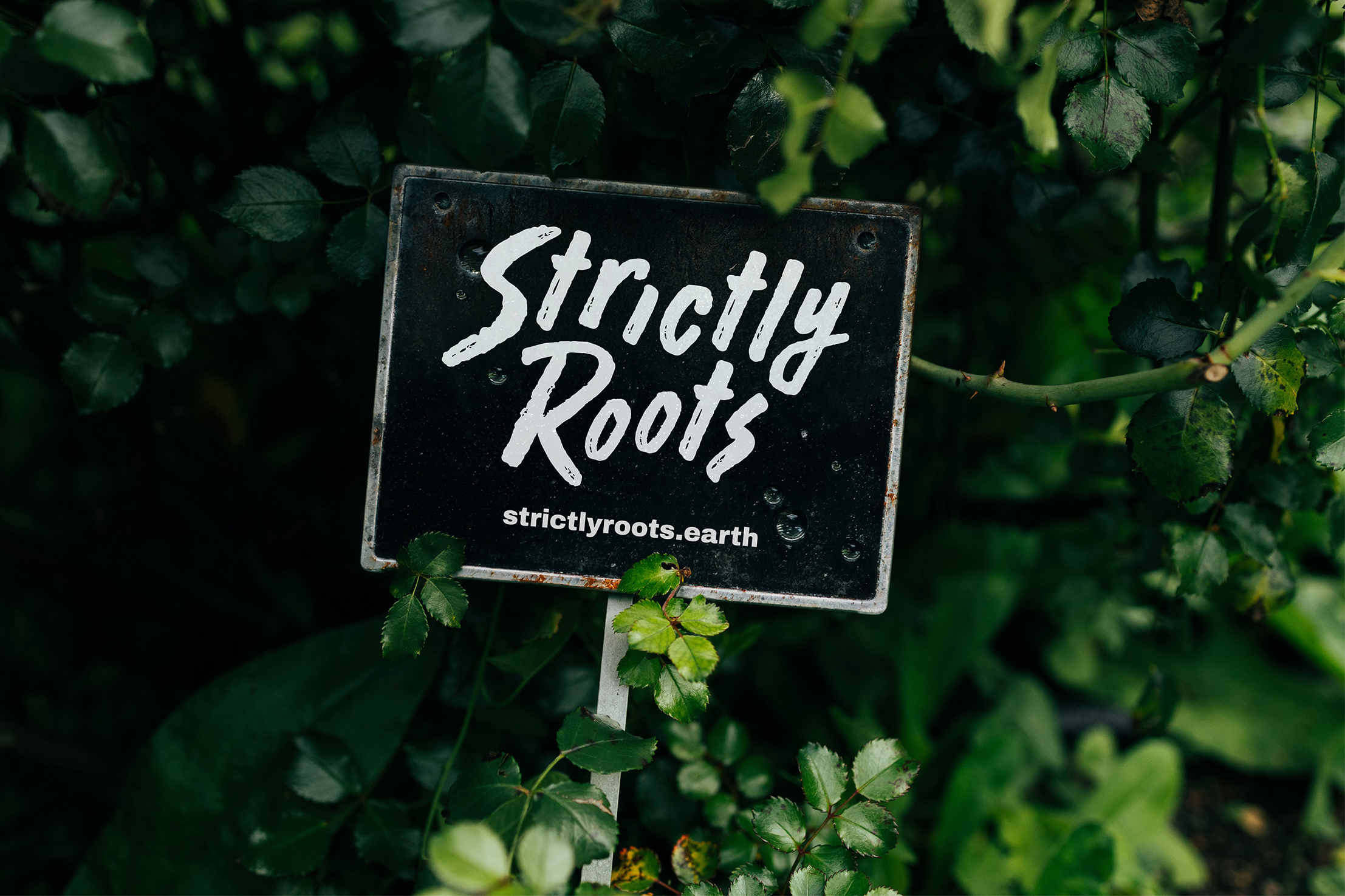 Strictly roots wordmark.