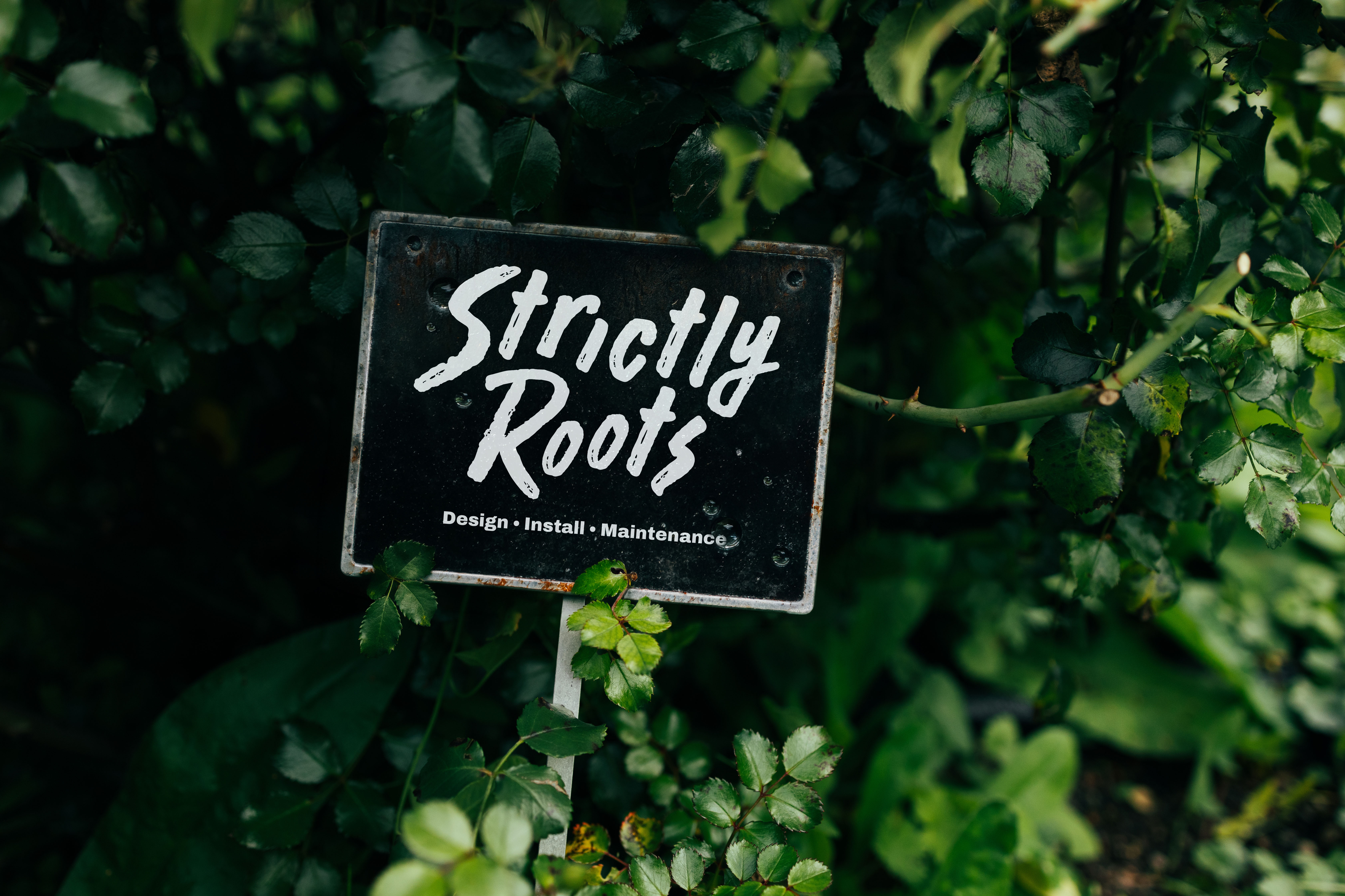 Strictly roots wordmark.
